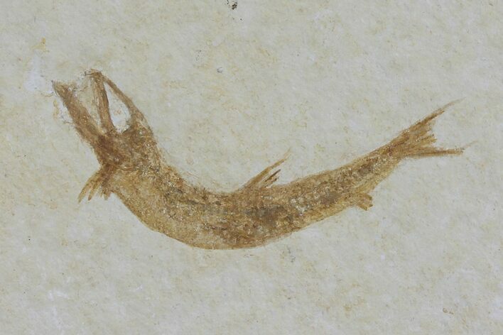 Jurassic Fossil Fish (Leptoleptis) - Solnhofen Limestone #112695